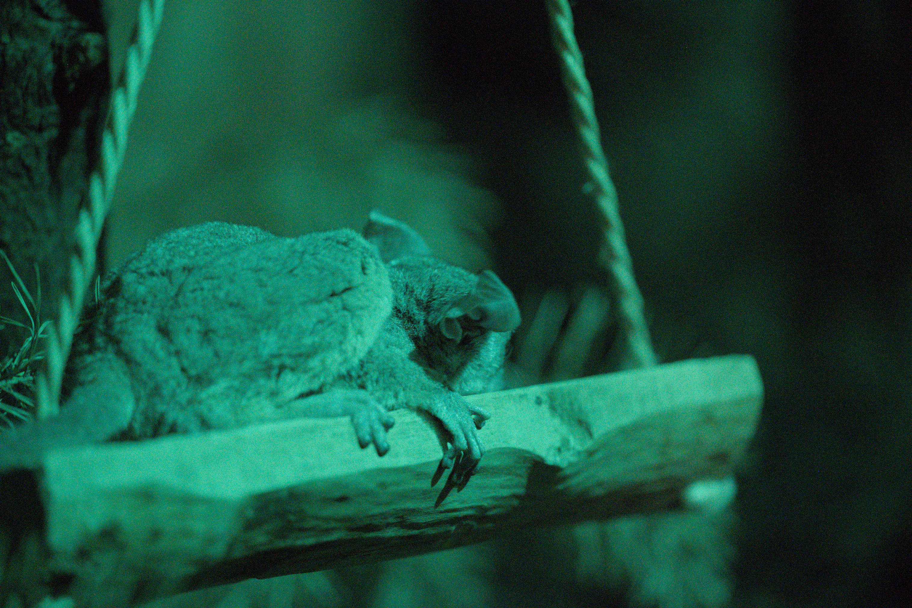 2025/10/12 - zoo/DSC_0289.jpg